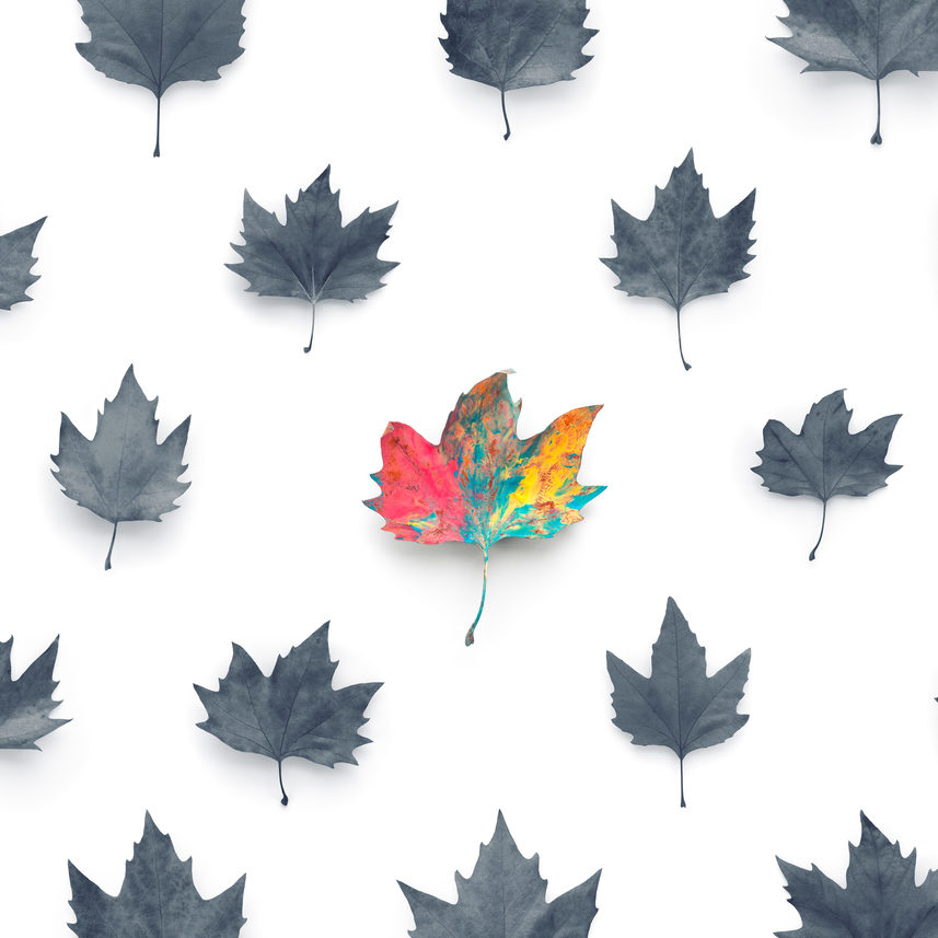 Standing out from the crowd concept: One colorful leaf among grey colored leaves on white background.