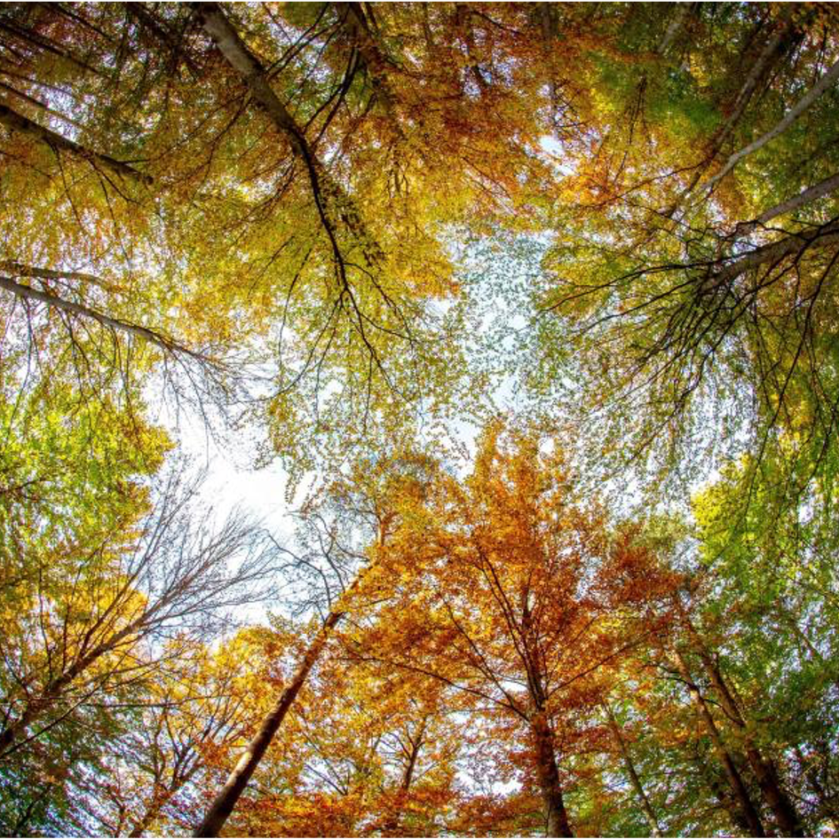 arbres arbres