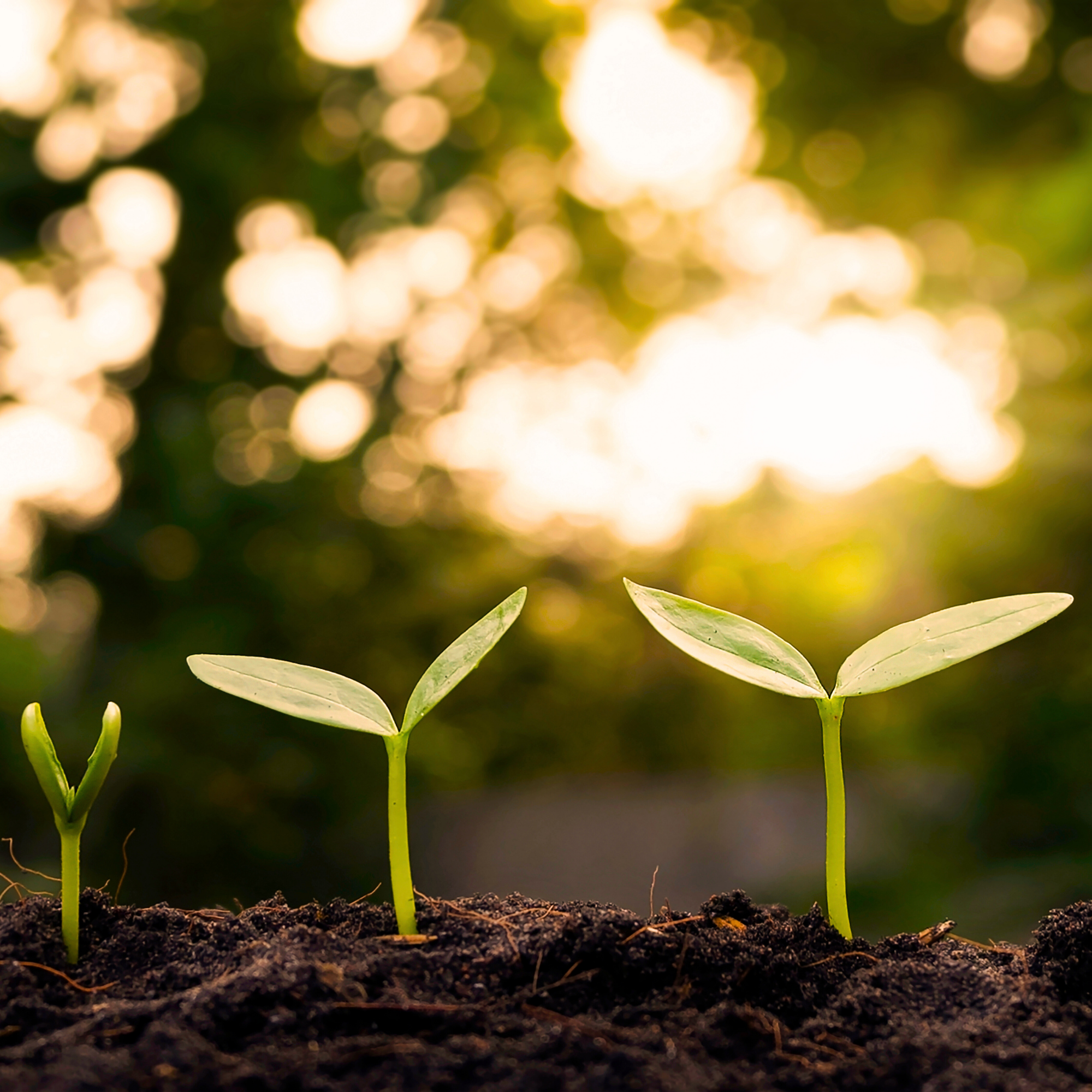 passage de la survie au rayonnement